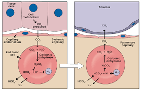 transport co2